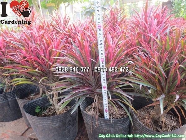 Cây ánh dương 35cm trang trí sân vườn và cảnh quan