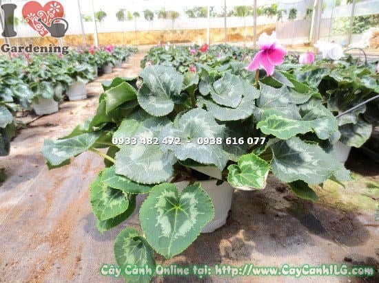 Cây Anh Thảo cao 20cm trồng trong chậu xinh xắn