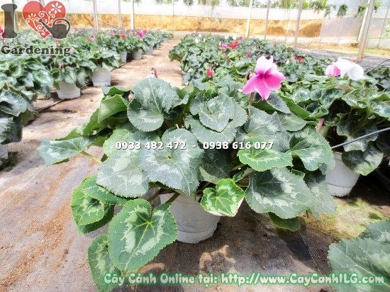 Hoa Anh Thảo nở rực rỡ sau khi được chăm sóc đúng cách