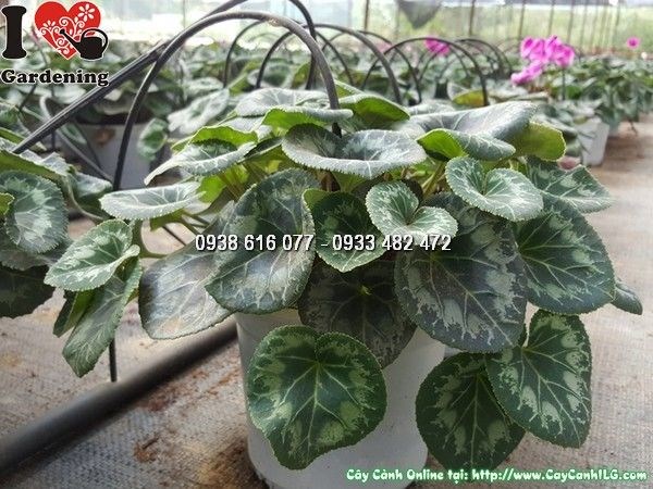 Vườn cây Anh Thảo tại ILG nhiều màu sắc phong phú