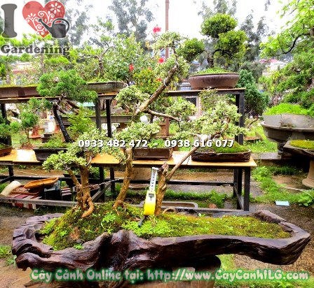 Cây bạch tuyết mai bonsai tiểu cảnh cao 60cm – hình ảnh thực tế Ms 12856