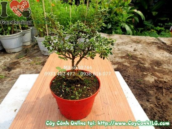 Cây bạch tuyết mai 12cm lá xanh bóng viền trắng đẹp - ILG