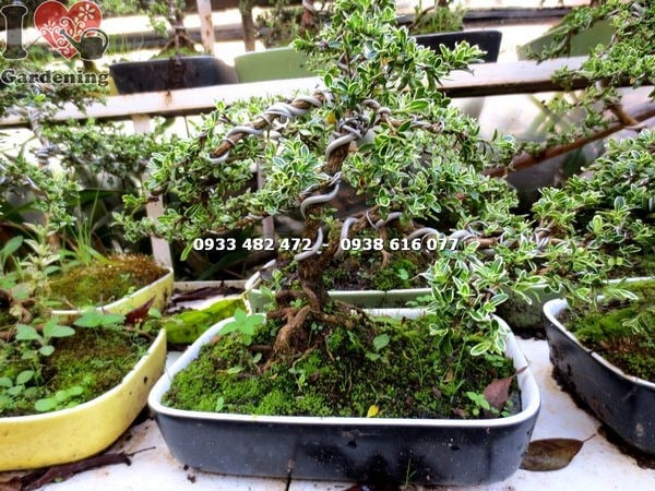 Cây bạch tuyết mai mini bonsai dáng đẹp tạo điểm nhấn không gian