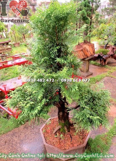 Chăm sóc cây bách xanh bonsai cao 1m ngoại thất sân vườn