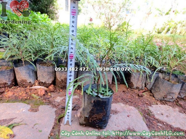 So sánh kích thước cây Bách Xanh các giai đoạn phát triển