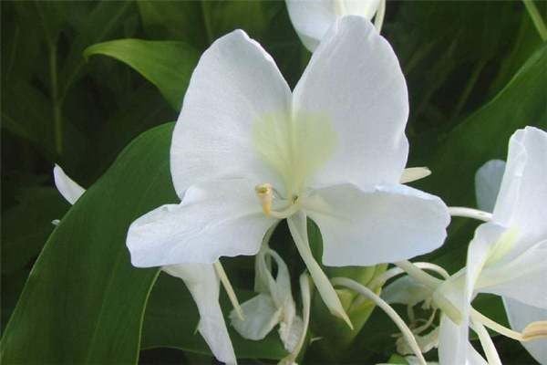 Hoa bạch yến trắng tinh – cây cảnh hương thơm cao cấp