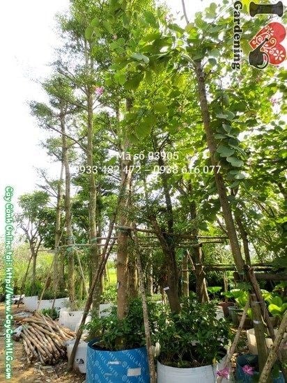 Cây Bàng Đài Loan cao 4,5m - tán rộng bóng mát