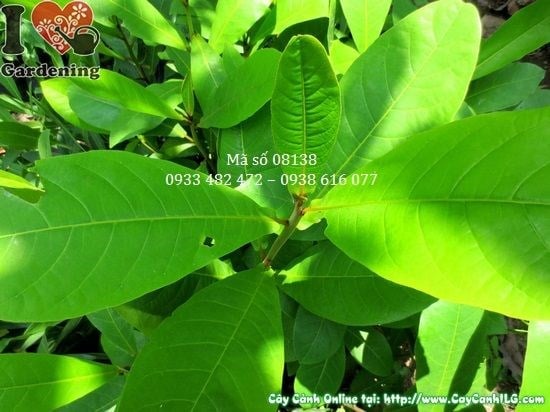 Cây bàng giống cao 50cm Ms 08138 tại ILG