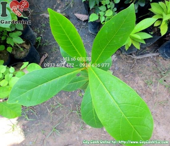 Chăm sóc cây bàng giống cao 50cm tưới nước ánh sáng