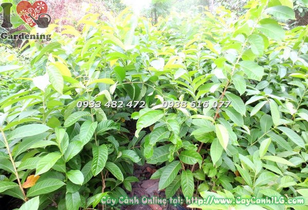 Cây bằng lăng cao 1m hoa tím nở rộ – Ms 18486