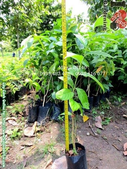 Cây bằng lăng nước giống khỏe mạnh – vườn ILG cung cấp sỉ lẻ