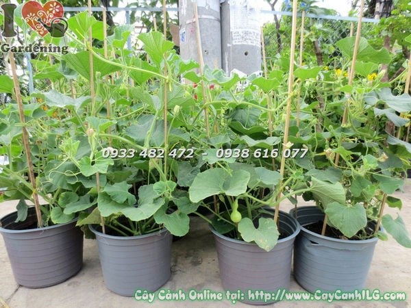Cây bầu hồ lô giống – dây leo tươi tốt, lá xanh to bản