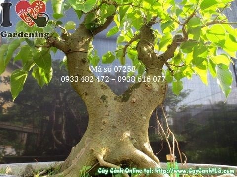 Cây bồ đề bonsai 67cm hoành 41cm - dáng thế cắt tỉa