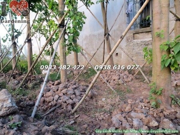 Tán cây bồ đề đỏ sau khi tạo dáng cảnh quan