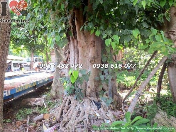 Bộ rễ khí sinh ấn tượng của cây bồ đề đỏ cổ thụ