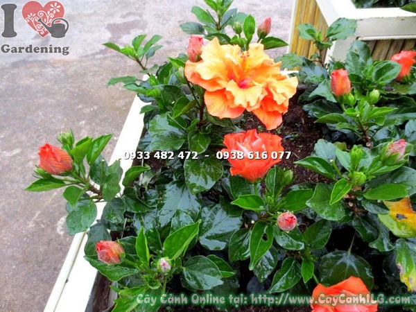 Cây bông bụp thái hoa màu cam cao 20cm - cây giống khỏe mạnh