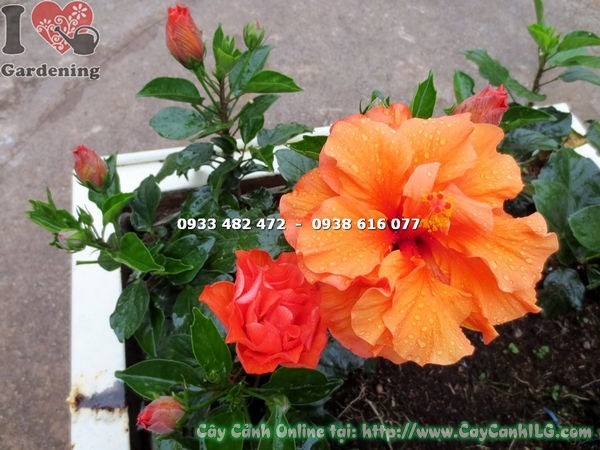 Cây bông bụp thái cam trồng hàng rào - ứng dụng cảnh quan