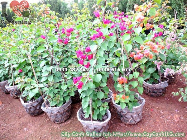 Hoa bông giấy nhiều màu sắc rực rỡ Ms 17941