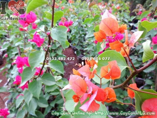 Cây bông giấy 60cm trồng cảnh quan hàng rào
