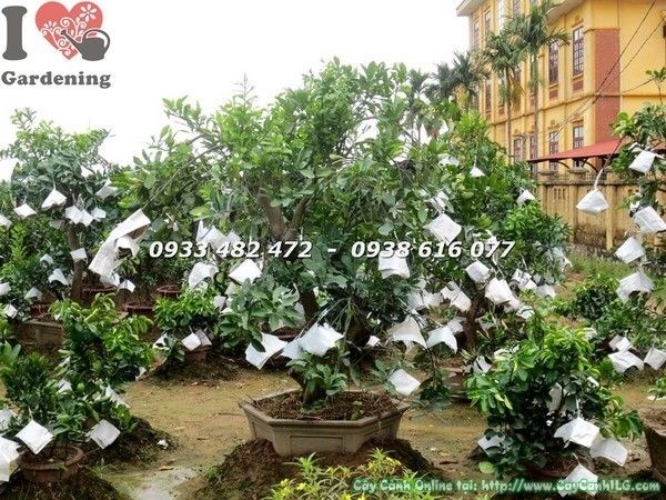 Cây bưởi cảnh gốc lớn cao 1.8m tán tròn sum xuê tại ILG