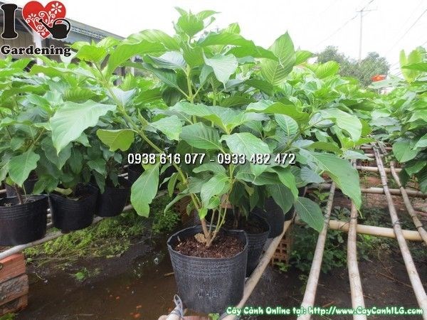 Chăm sóc cây bướm bạc – tưới nước và ánh sáng