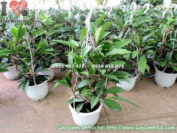 Cây cẩm cù treo chậu lớn – hoa thơm ngây ngất