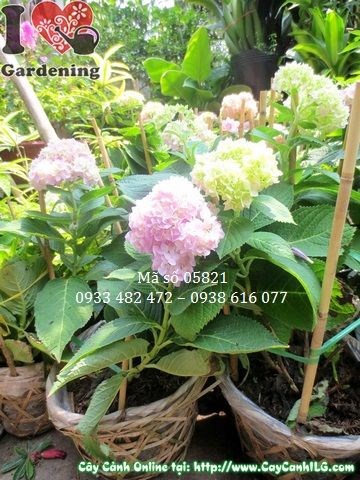 Chùm hoa cẩm tú cầu tròn to rực rỡ