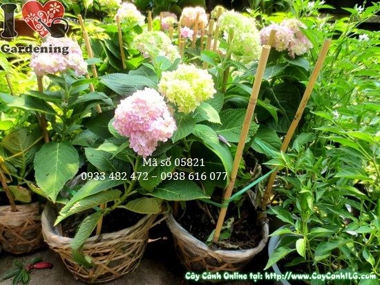 Cây cẩm tú cầu trồng trang trí sân vườn