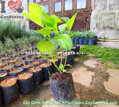 Cây cẩm tú cầu giống khỏe mạnh, lá xanh tươi