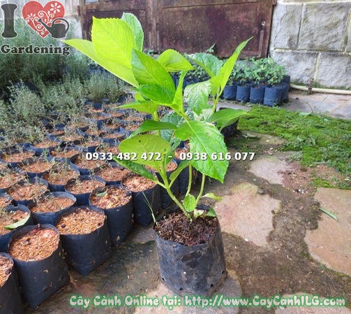 Chăm sóc và cắt tỉa cây cẩm tú cầu đúng cách