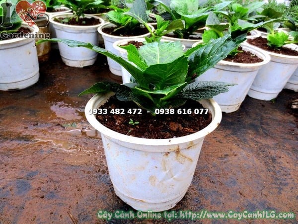 Hoa cẩm tú cầu đỏ nở thành cụm lớn rực rỡ