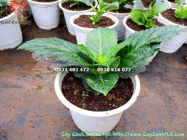 Cây cẩm tú cầu hoa đỏ giống trồng trang trí