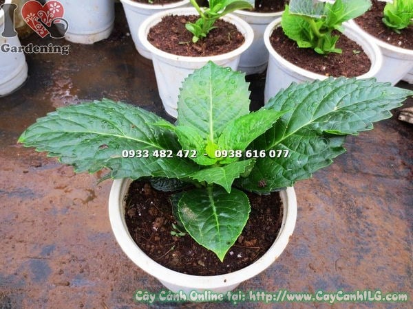Chi tiết hoa cẩm tú cầu đỏ và lá cây giống