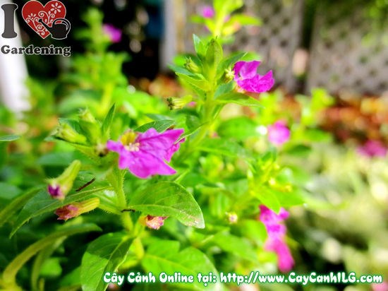 Cây cẩm tú mai hoa tím – ý nghĩa phong thủy và trang trí không gian