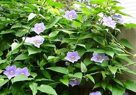Cây cát đằng hoa xanh tím đẹp tại ILG