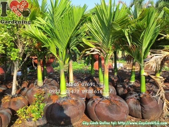 Cây cau hương cau lùn cao 1,1m trồng sân vườn