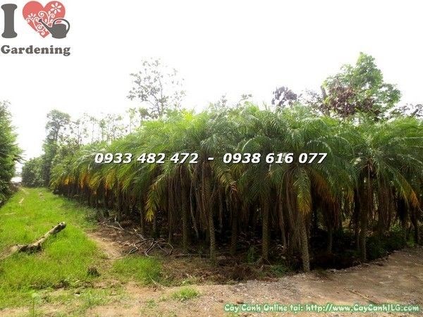 Cây Cau Nga Mi cao 2.5m bụi đẹp, lá xanh mướt