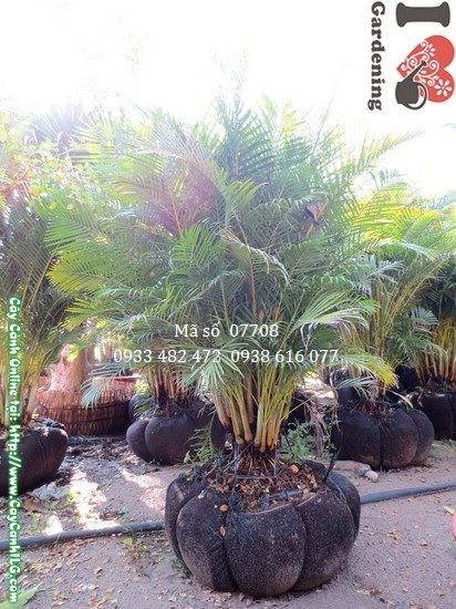 Cây cau nhật bụi lớn 1,6m – dáng bụi nhiều thân xanh mướt, thích hợp trang trí ngoại thất