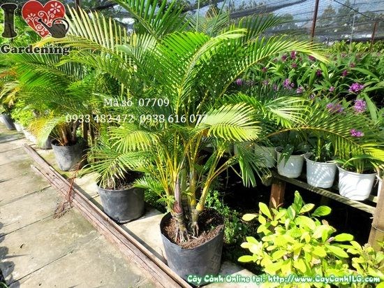 Cây cau nhật trung Ms 07709 cao 1,1m chụp thực tế tại vườn ILG