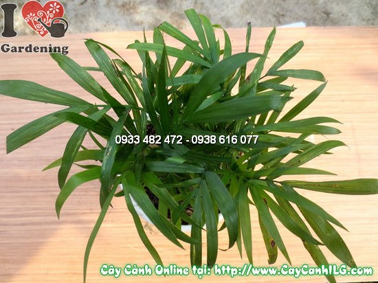 Hình ảnh cây cau tiểu trâm Ms 12518 – bụi xanh đặc trưng phù hợp nội thất và cảnh quan