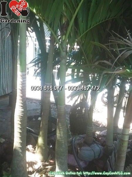 Cây cau trắng lóng 1m2 thân trắng đẹp trồng cảnh quan