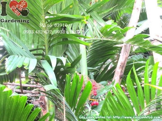 cây cau tứ quý cao 2,5m – cây công trình cảnh quan sang trọng
