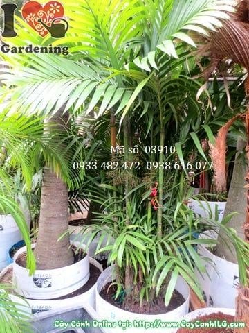 bụi cau tứ quý cao 2,5m – dáng đẹp trồng sân vườn biệt thự