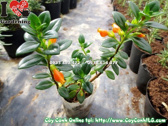 Cây cá vàng cao 20cm dáng nhỏ nhắn xinh xắn phù hợp trang trí