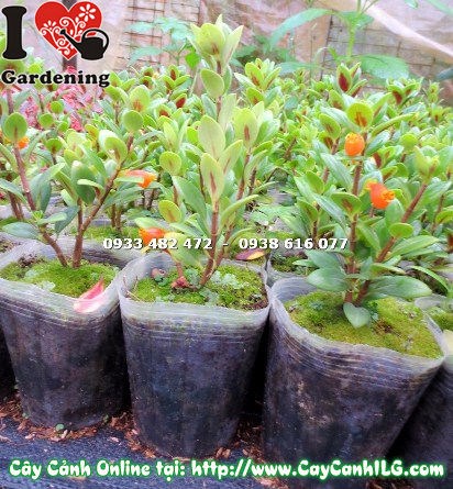 Chăm sóc cây cá vàng cao 20cm tưới nước ánh sáng