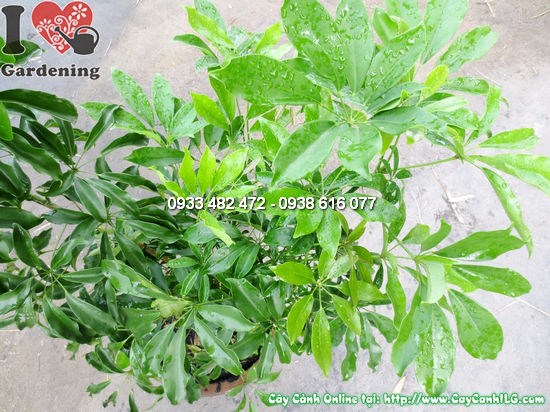Cây chân chim Ms 12602 cao 0,5m lá xòe đặc trưng
