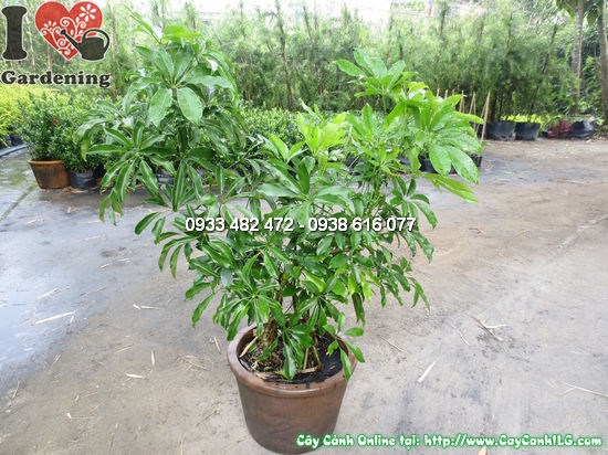 Cây chân chim cao 0,5m Ms 12602 - cây nội thất đẹp