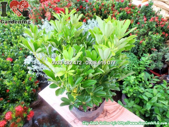 Lá cây chân chim xòe đẹp như bàn tay chim