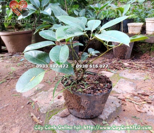 Cây chân chim Đà Lạt giống - lá kép xòe tròn đặc trưng