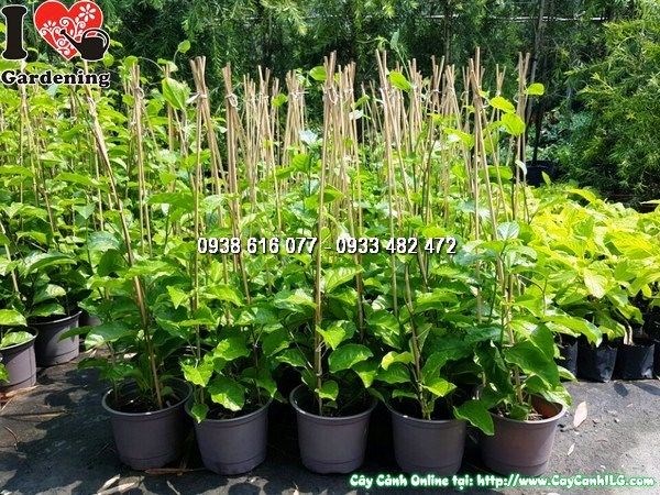 Cây chanh dây thân tím cao 60cm Ms 25832 - vườn cây ILG